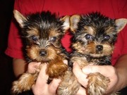 Tiny Akc Teacup Yorkie puppies for Adoption‏